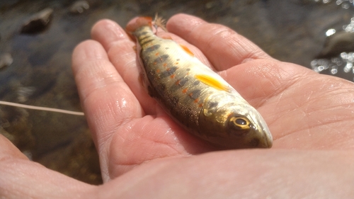 アマゴの釣果