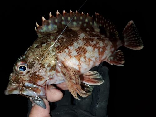 カサゴの釣果