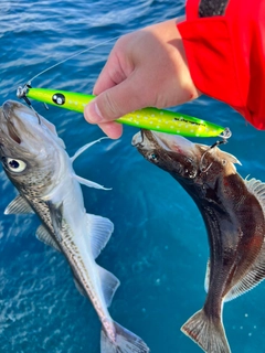 ソウハチの釣果