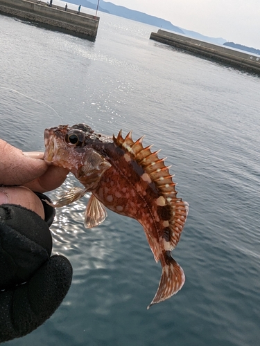 アラカブの釣果