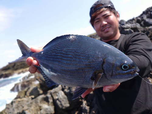 イスズミの釣果