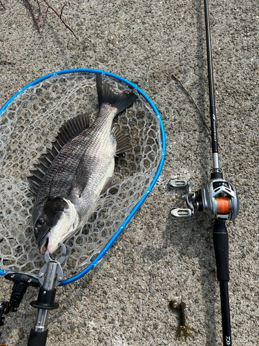 チヌの釣果