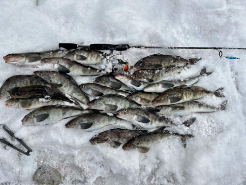 ホッケの釣果