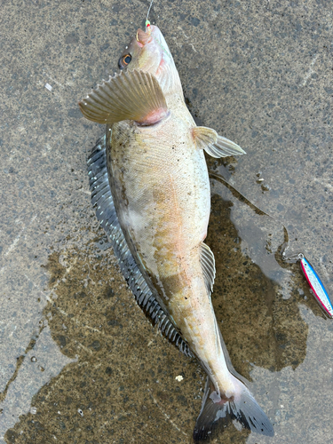 ホッケの釣果