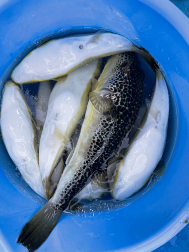 ショウサイフグの釣果