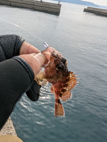 アラカブの釣果