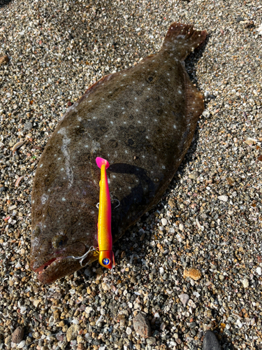 ヒラメの釣果