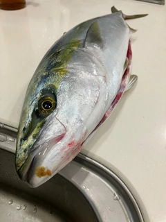 ワラサの釣果