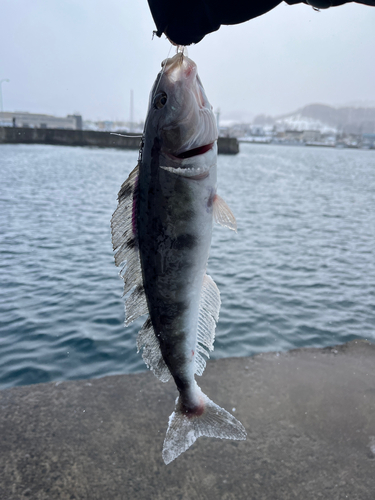 ホッケの釣果