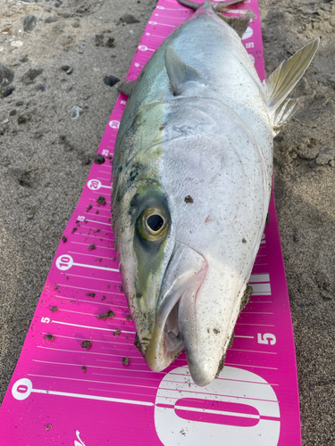 ブリの釣果