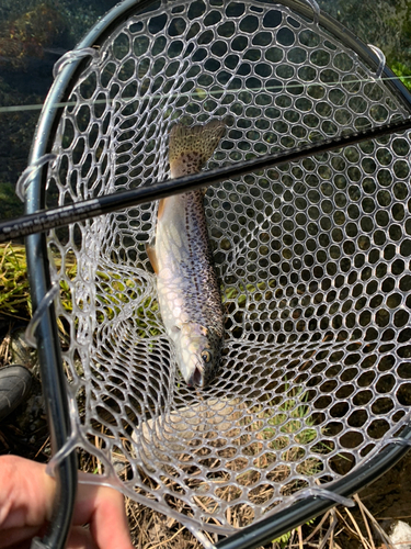 ニジマスの釣果