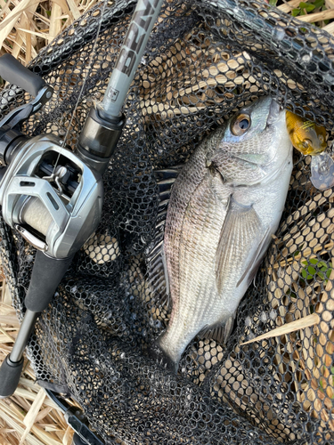 チヌの釣果