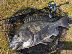 クロダイの釣果