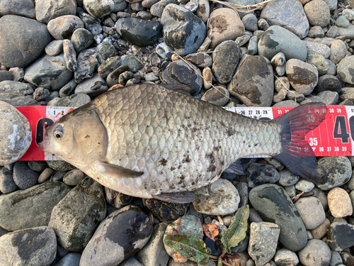 ヘラブナの釣果