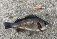 メバルの釣果