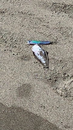 シタビラメの釣果