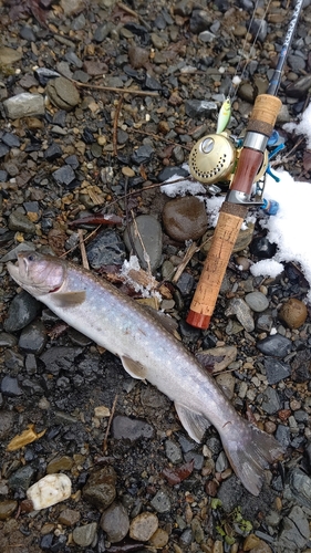 イワナの釣果