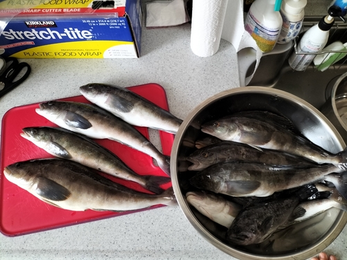 ホッケの釣果