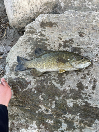 スモールマウスバスの釣果