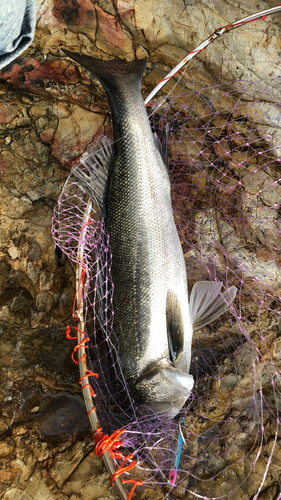 スズキの釣果