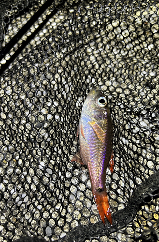 ネンブツダイの釣果