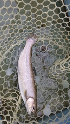 イワナの釣果