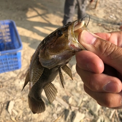 ハゼの釣果