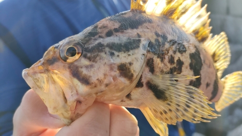 タケノコメバルの釣果