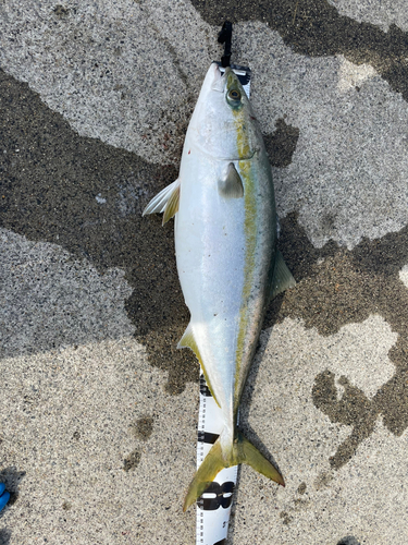 ブリの釣果