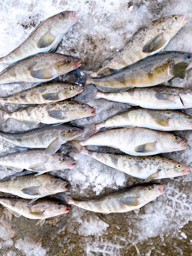 ホッケの釣果