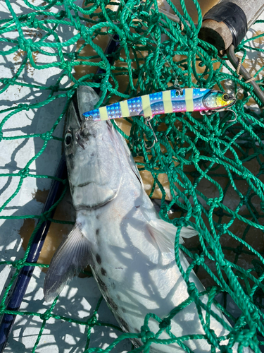 サゴシの釣果