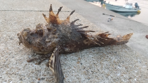 オニオコゼの釣果