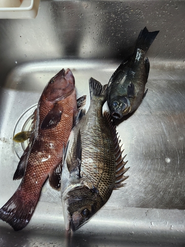 コブダイの釣果