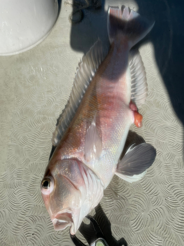 シロアマダイの釣果