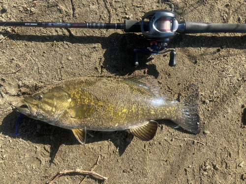 スモールマウスバスの釣果