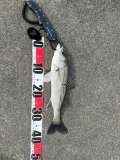 セイゴ（タイリクスズキ）の釣果