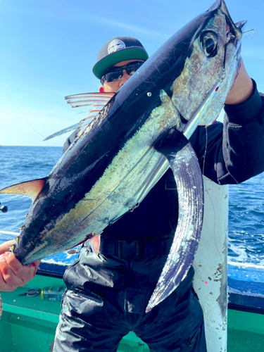 ビンチョウマグロの釣果