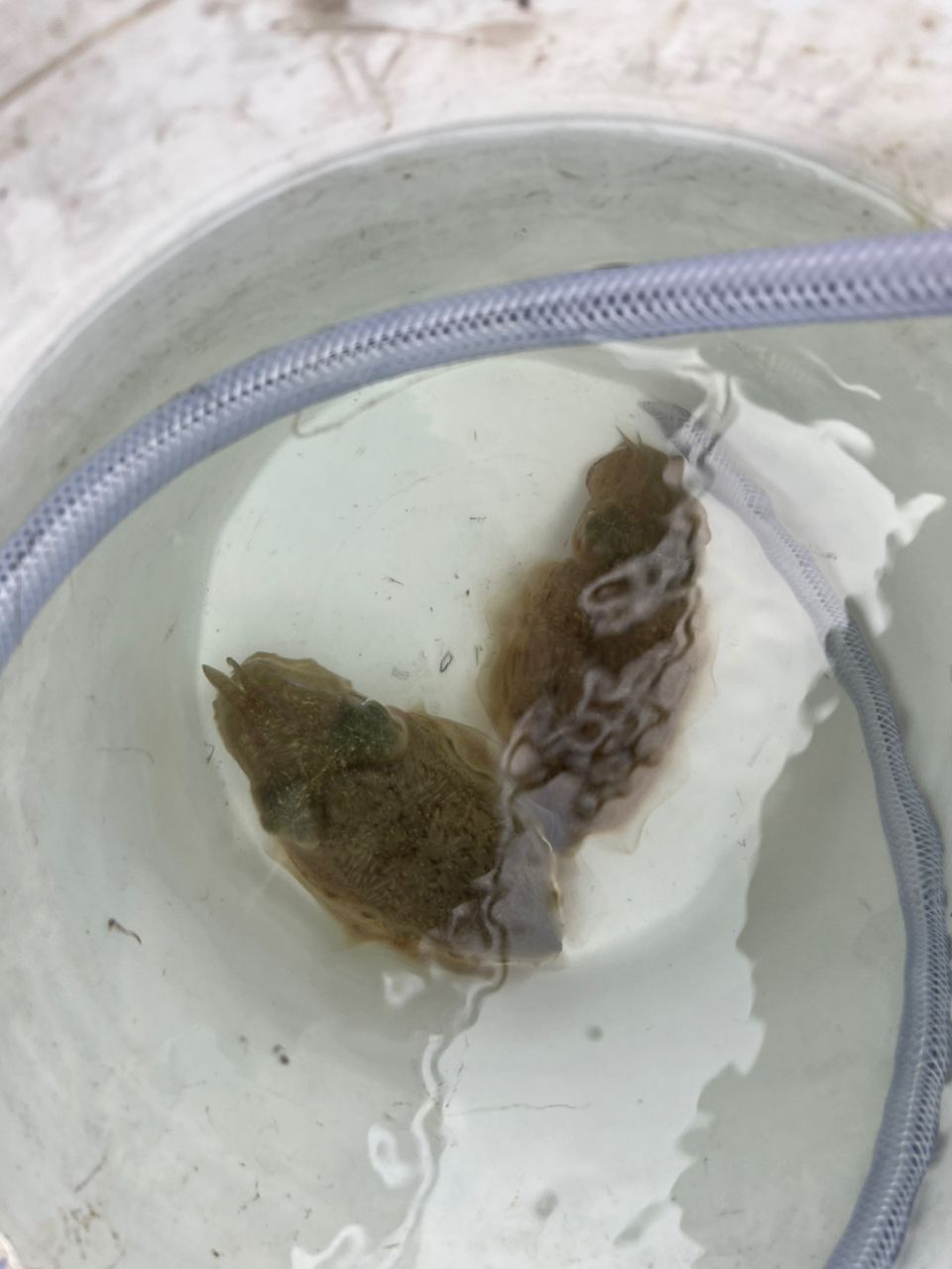 BOZUさんの釣果 1枚目の画像