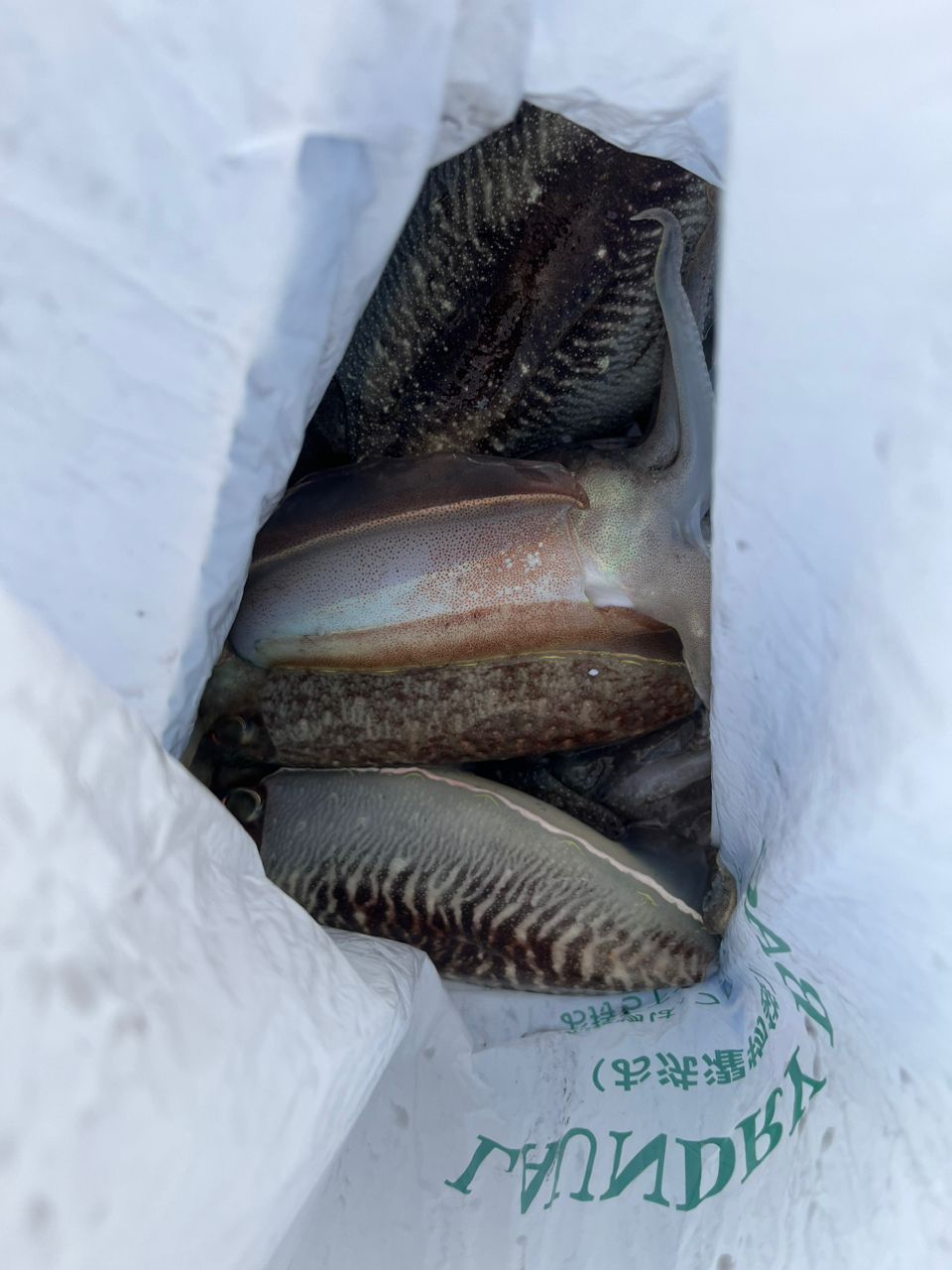 BOZUさんの釣果 3枚目の画像