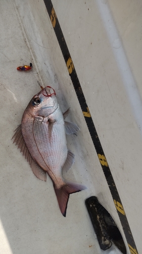 マダイの釣果