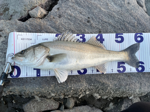 シーバスの釣果