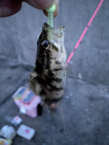 タケノコメバルの釣果