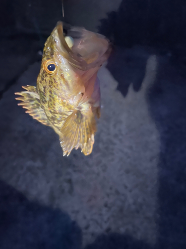 タケノコメバルの釣果