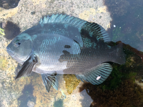 メジナの釣果