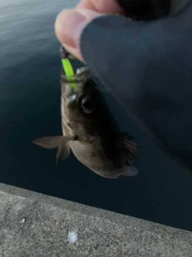 クロメバルの釣果