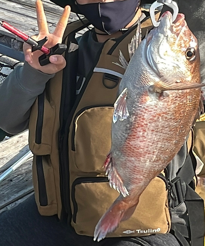 マダイの釣果