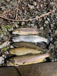 ブラウントラウトの釣果