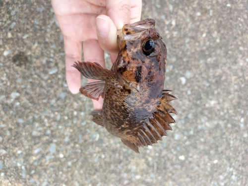 ムラソイの釣果