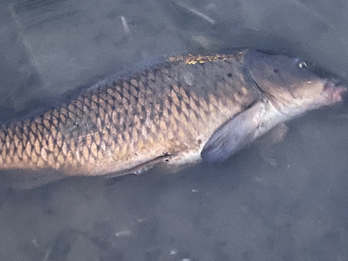 コイの釣果