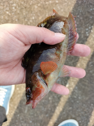 アカササノハベラの釣果